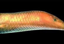 Tìm thấy thằn lằn lai “cá voi trắng” tại Madagascar