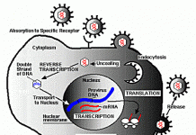 Protein phòng vệ tiêu diệt retroviruses ở linh trưởng cổ đại