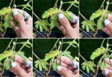 Cây trinh nữ có trí thông minh khác thường