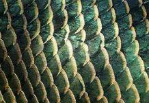 Tại sao vẩy cá phát sáng?