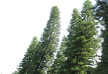 Loài thông mọc ở đâu cũng luôn nghiêng về một phía