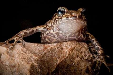 Tái phát hiện 6 loài ếch quý hiếm
