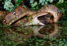 Tại sao quả tim con trăn lớn gấp đôi kích thước của nó Tại sao quả tim con trăn lớn gấp đôi kích thước của nó