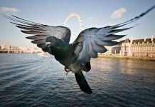 Bồ câu cảnh báo nguy hiểm bằng cánh Bồ câu cảnh báo nguy hiểm bằng cánh