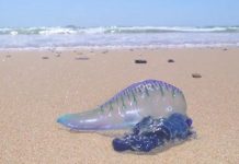 Thảm sứa độc hàng nghìn con trên bãi biển Australia