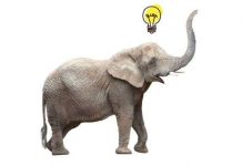 7 đặc điểm chứng minh voi là loài động vật cực kỳ thông minh