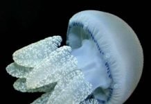 “Bùng nổ” sứa - mối đe dọa đối với đại dương