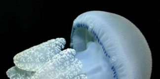 “Bùng nổ” sứa - mối đe dọa đối với đại dương