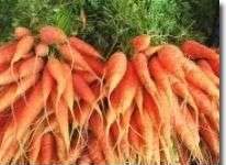 Tạo ra cà rốt chứa nhiều canxi