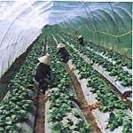 “Vườn treo” – Công nghệ mới sản xuất rau an toàn "Vườn treo" - Công nghệ mới sản xuất rau an toàn