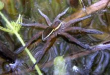 Nhện khổng lồ hồi sinh ở Anh Những "quái vật" dị dạng từng đe dọa người dân Anh Quốc