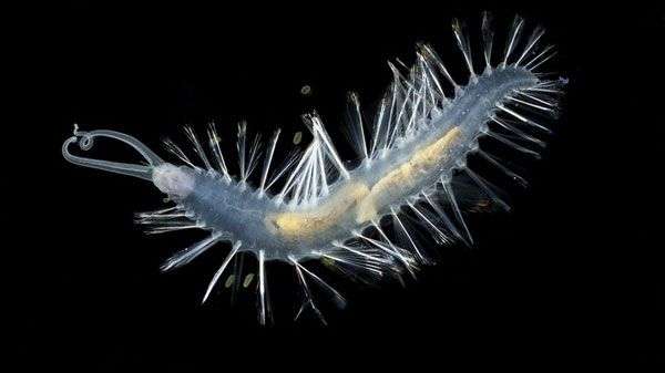 Phát hiện thêm hai loài sâu biển phát sáng