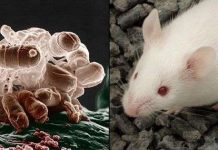 Phát hiện vi khuẩn đường ruột giúp giảm cân