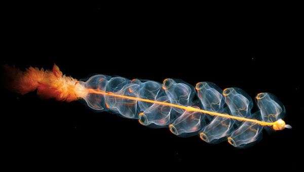 Cận cảnh các “quái vật” biển dị thường nhất thế giới