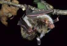 Thú vật cũng thích kết bạn