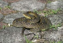 Phát hiện rắn dài nhất thế giới ở Nhật Bản Phát hiện rắn dài nhất thế giới ở Nhật Bản