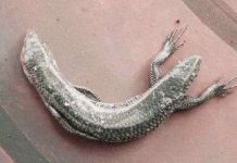 Rắn hai đầu tại Trung Quốc Rắn hai đầu tại Trung Quốc