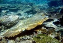 San hô chết hàng loạt sau động đất ở Indonesia