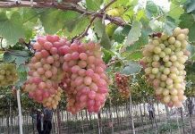 Lai tạo thành công giống nho mới ít hạt