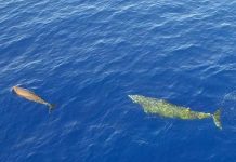 Hình ảnh chưa từng thấy của cá voi lặn sâu 3.000 mét