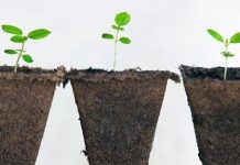 Không có não nhưng thực vật vẫn thông minh hơn chúng ta nghĩ