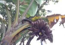 Chiêm ngưỡng cây chuối ra quả màu tím “độc nhất vô nhị” ở Hà Nội