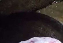 Lý giải hiện tượng miếng thịt trâu động đậy khiến cư dân mạng hết hồn