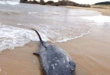 Cá voi có mỏ quý hiếm trôi dạt vào bờ biển Australia Cá voi có mỏ quý hiếm trôi dạt vào bờ biển Australia