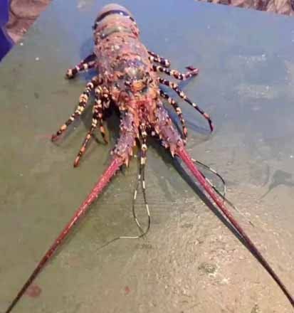 Trung Quốc: Bắt được tôm hùm khổng lồ dài 1,5m, cực kỳ quý hiếm