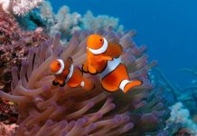 Cá hề Nemo đứng trước nguy cơ tuyệt diệt
