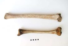 Giải mã xương người khổng lồ tại Italy