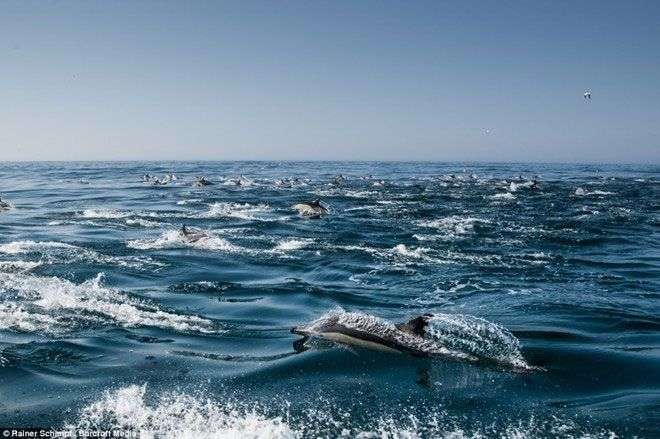 Hàng nghìn con cá heo xuất hiện dọc bờ biển Nam Phi