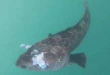 Kinh ngạc khi mổ bụng cá mú bông, thấy màu của thịt