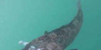 Kinh ngạc khi mổ bụng cá mú bông, thấy màu của thịt