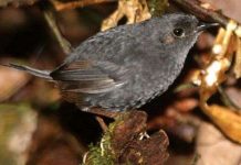 Phát hiện loài chim mới ở Brazil Phát hiện loài chim mới ở Brazil