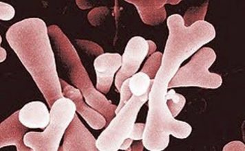 Những điều bạn chưa biết về vi khuẩn Bifidus