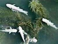 Thảm họa tràn chất hóa học ở Tây Ba Nha Thảm họa tràn chất hóa học ở Tây Ba Nha