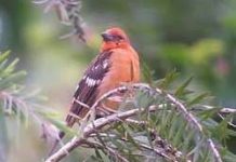 Đến 2100, gần 10% loài chim bị tuyệt chủng