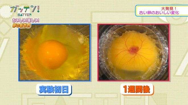 Nhóm học sinh Nhật Bản thực hiện thành công thí nghiệm ấp trứng gà không cần vỏ