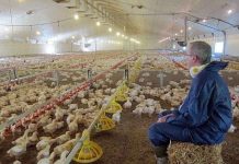 Vòng đời 35 ngày của một chú gà KFC