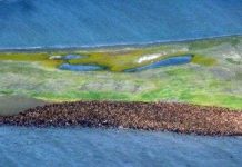 Hàng ngàn con hải mã dạt vào bở biển tây bắc Alaska