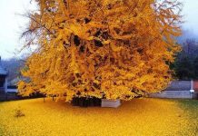 Cổ thụ 1.400 năm tuổi phủ vàng sân chùa Trung Quốc