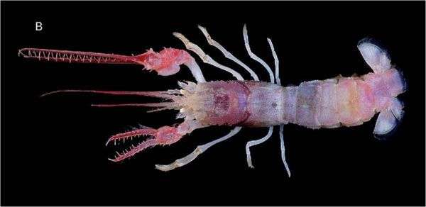 Cận cảnh các “quái vật” biển dị thường nhất thế giới