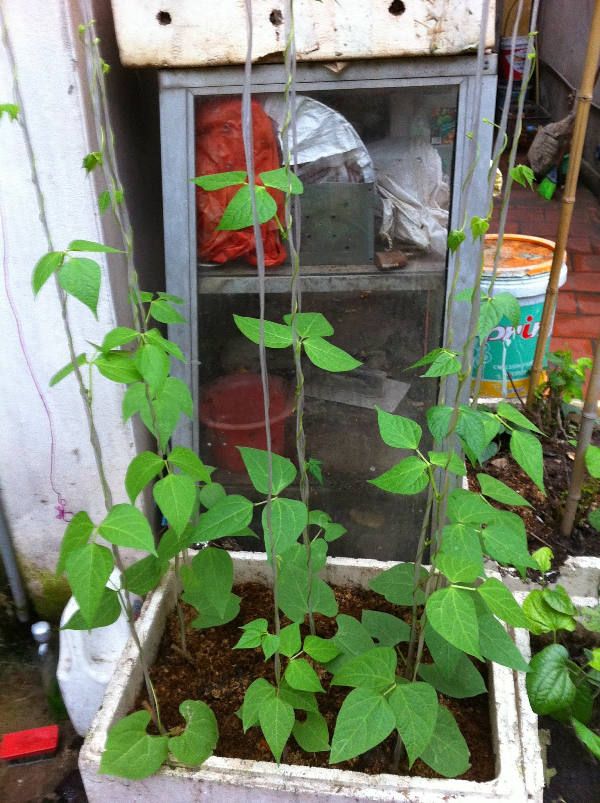Cách trồng cây đậu đũa an toàn cho hộ gia đình