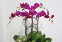 Kỹ thuật trồng cây hoa lan hồ điệp trong chậu