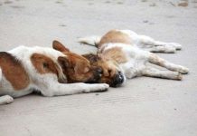 Con chó trung thành với bạn tình