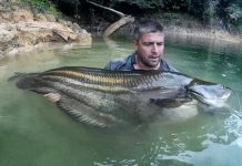 Truy tìm quái ngư huyền thoại trong rừng mưa Malaysia Truy tìm quái ngư huyền thoại trong rừng mưa Malaysia