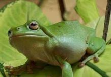 Ếch bốc mùi để tránh bị muỗi đốt