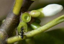 Khám phá bất ngờ về cây tầm gửi Loài kiến đặc biệt biết trồng cây để làm tổ trên đảo Fiji