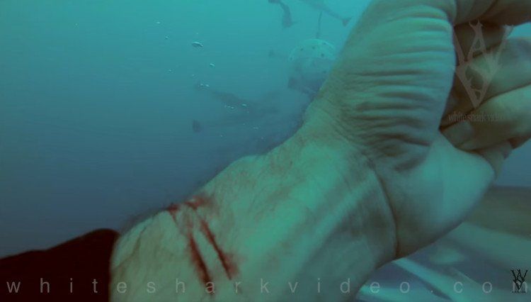 Thợ lặn Mỹ cắt tay trước đàn cá mập xem có bị xé xác